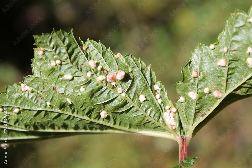 Gall of Dasineura ulmaria or Meadowsweet gall midge on leaf underside of Filipendula ulmaria or Meadowsweet Gall of Dasineura ulmaria or Meadowsweet gall midge on leaf underside of Filipendula ulmaria or Meadowsweet