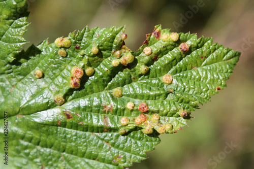 Gall of Dasineura ulmaria or Meadowsweet gall midge on leaf upper side of Filipendula ulmaria or Meadowsweet