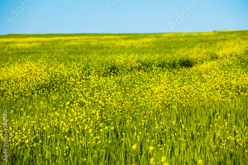 Yellow and Green Field