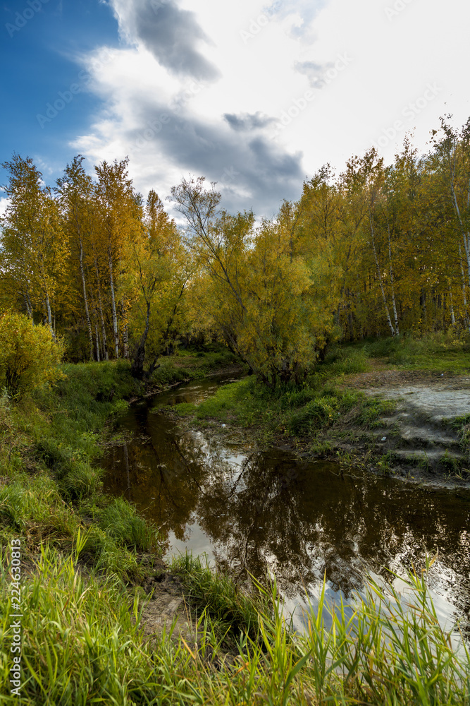 Daytime natural scenery by the forest river