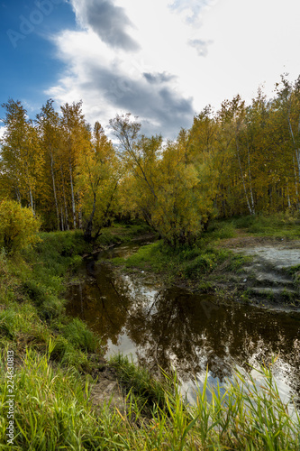 Daytime natural scenery by the forest river