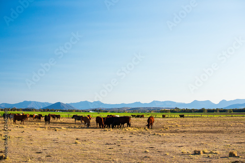 Cattle and Paddock
