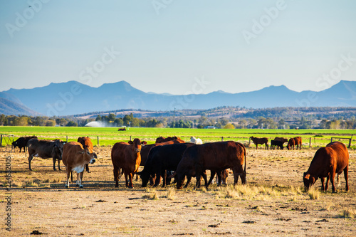 Cattle and Paddock
