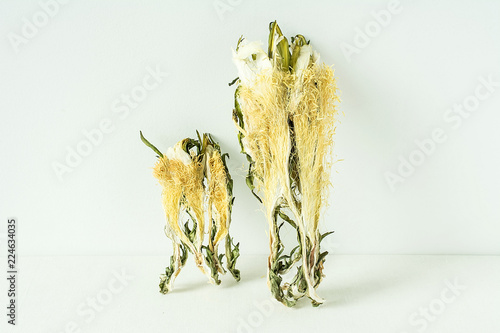  dry nightblooming cereus/Chinese herbal medicines photo