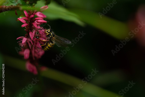 Wasp foraging on red flower