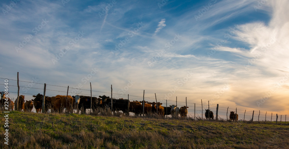Fototapeta premium Cattle at Sunset Mexia Texas
