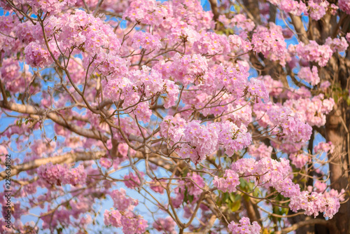 Tabebuia rosea is a Pink Flower neotropical tree © nipastock