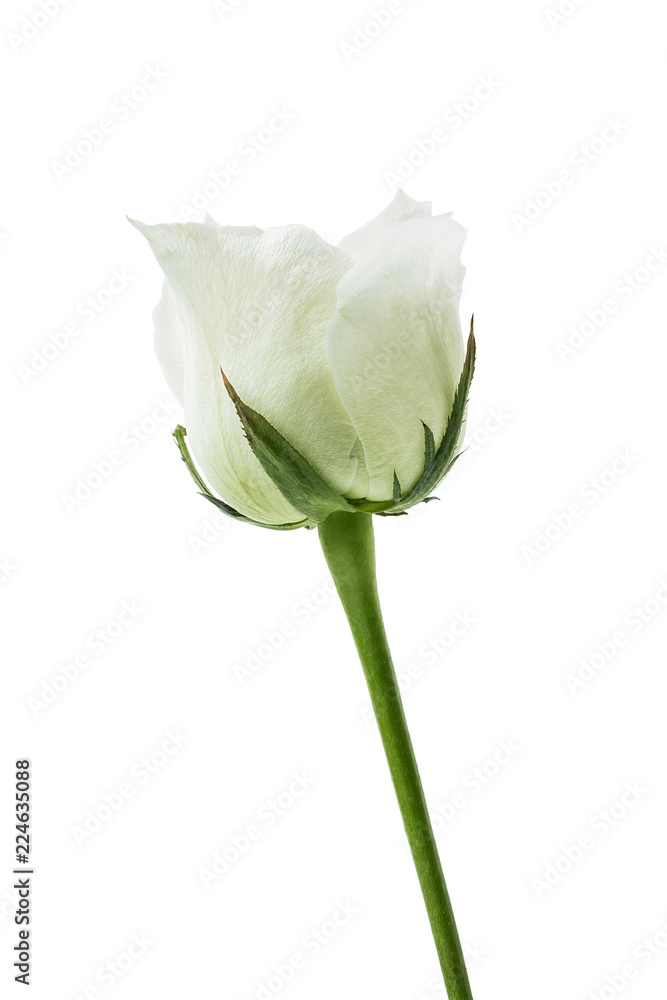 Fototapeta premium White rose on white background