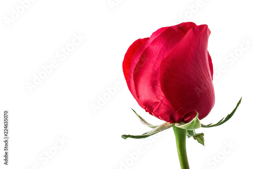 Fototapeta Naklejka Na Ścianę i Meble -  a red rose on a white background