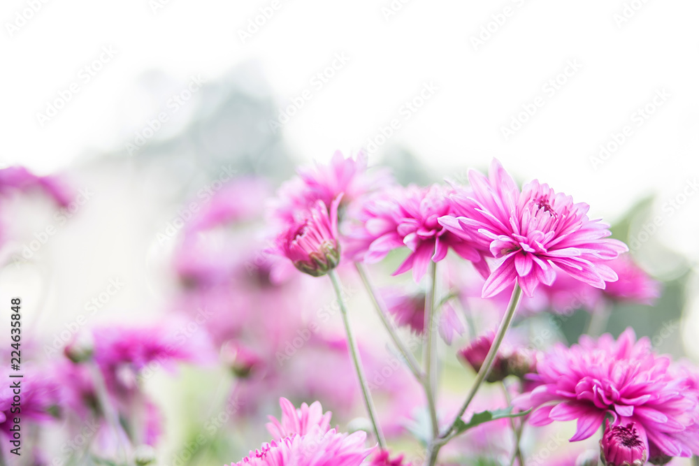 Purple chrysanthemum/Hazy dreamy flower background Purple chrysanthemum/Hazy dreamy flower background
