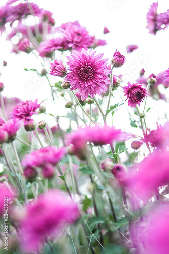 Purple chrysanthemum Hazy dreamy flower background