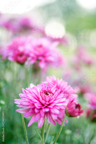 Purple chrysanthemum Hazy dreamy flower background