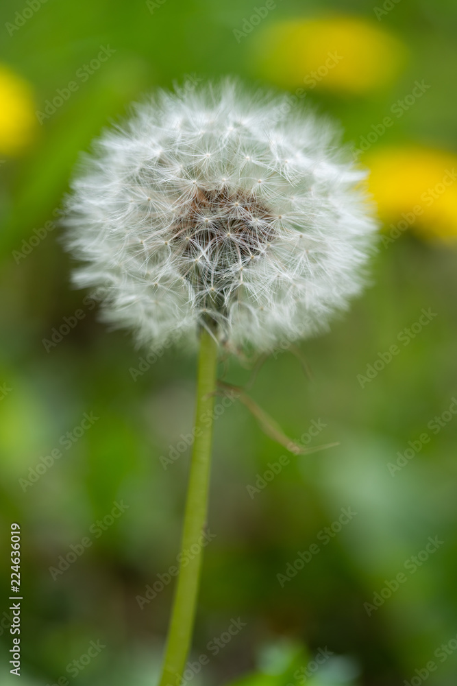 Dandelion with seeds