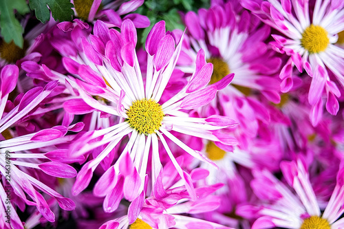 Purple chrysanthemum Hazy dreamy flower background