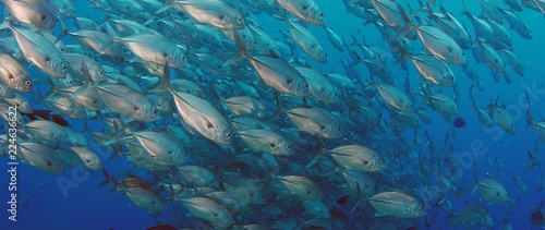 A huge school of Jacks (Caranx latus, horse eye jack) in open ocean, Indonesia, slow motion, shot on RED