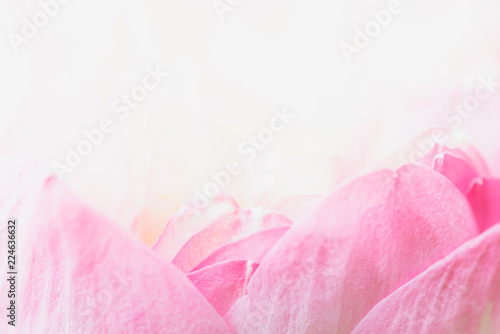 Sweet color lotus in soft style for background