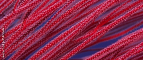 long red whip coral bush (Ellisella ceratophyta) and other corals underwater with blue water in the background, WAKATOBI, Indonesia, RED  21:9, close up
