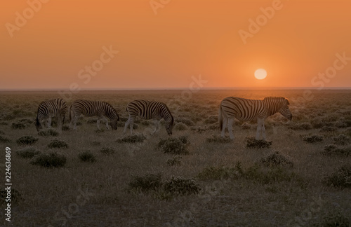 Fototapeta Naklejka Na Ścianę i Meble -  Herd of zebra walk on the savannah in Namibia as the rising sun turns the entire landscape orange