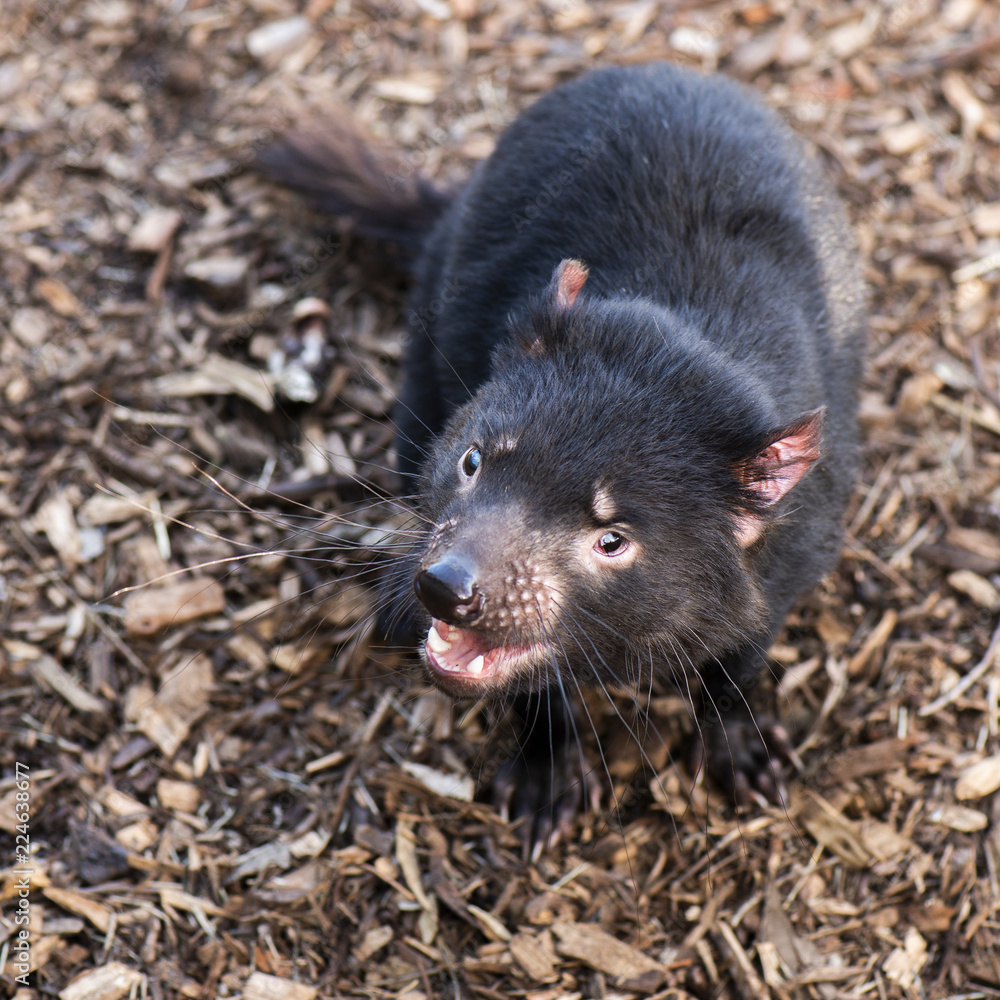 Tasmanian Devil outside during the day in Tasmania. Tasmanian Devil outside during the day in Tasmania.
