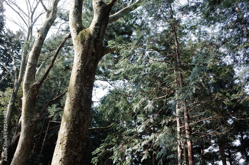 Fototapeta premium 高尾山