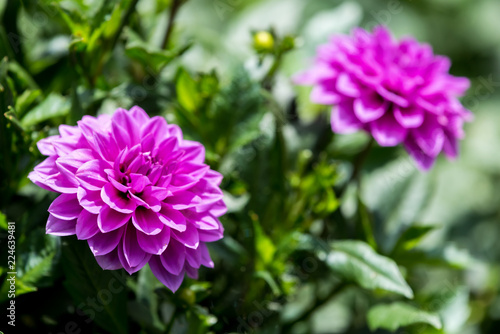 Beautiful bright flower in closeup