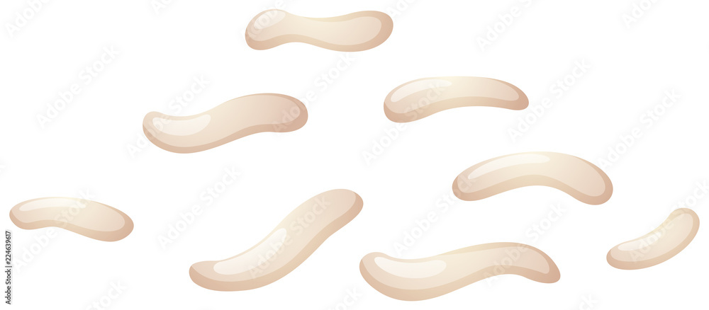 Silkworm larva white background Silkworm larva white background