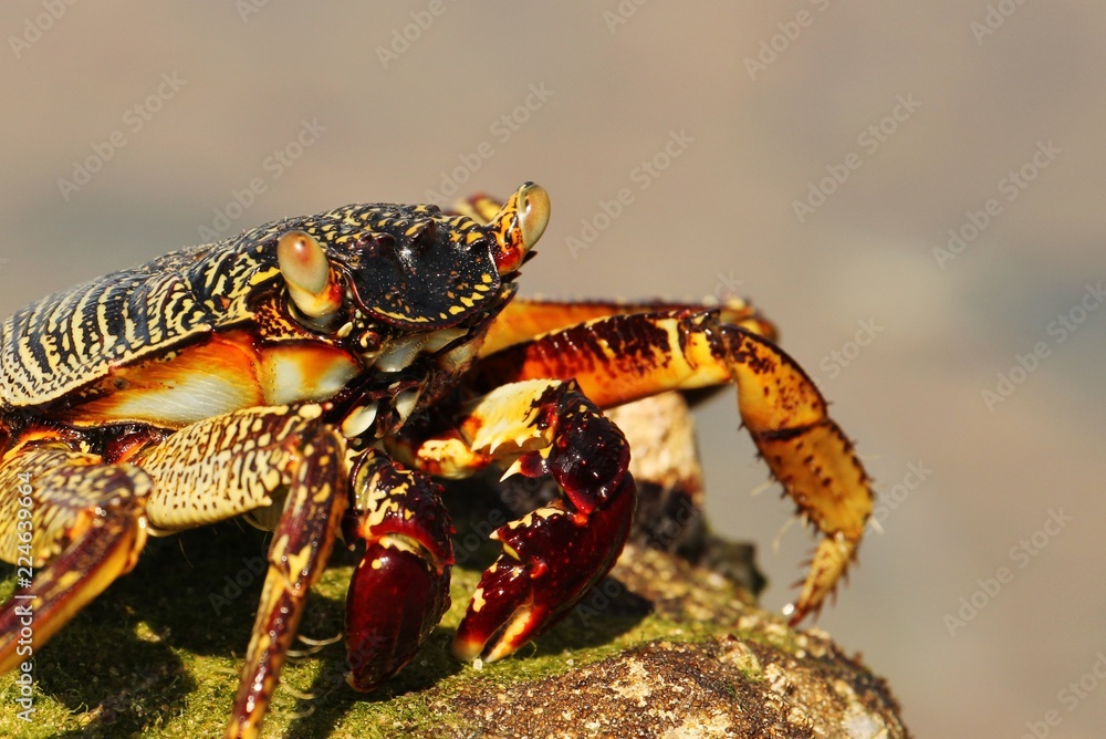 Crab