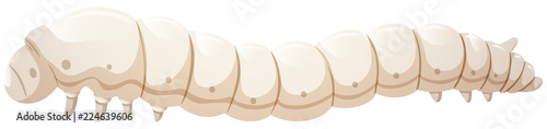 Silkworm catapillar white background