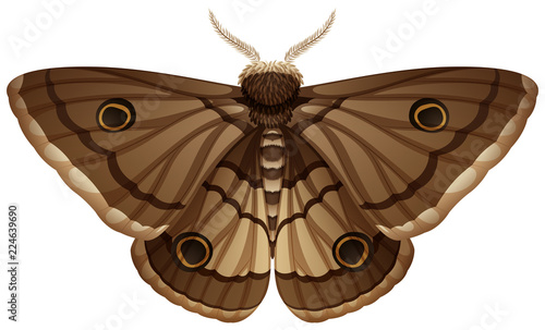 Moth closeup white background