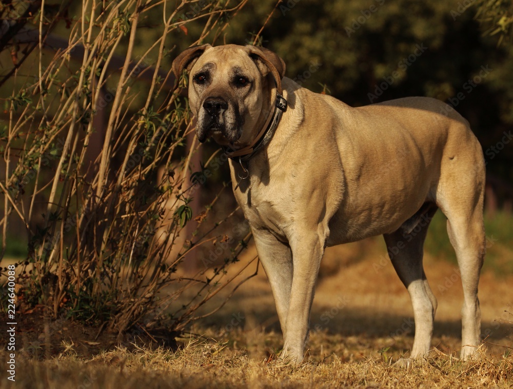 Boerbul