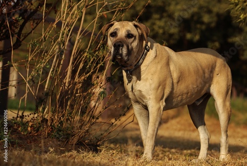 Boerbul