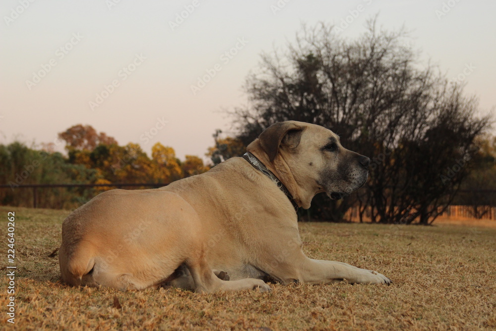 Boerbul Boerbul