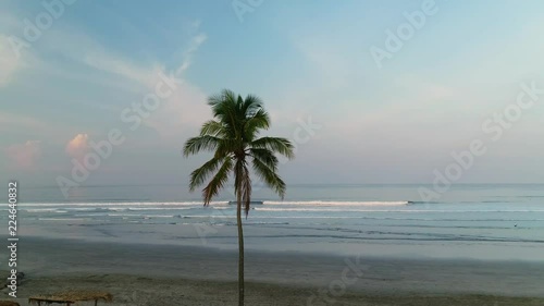 Aerial orbit of a Palm Tree in Nosara Costa Rica. photo