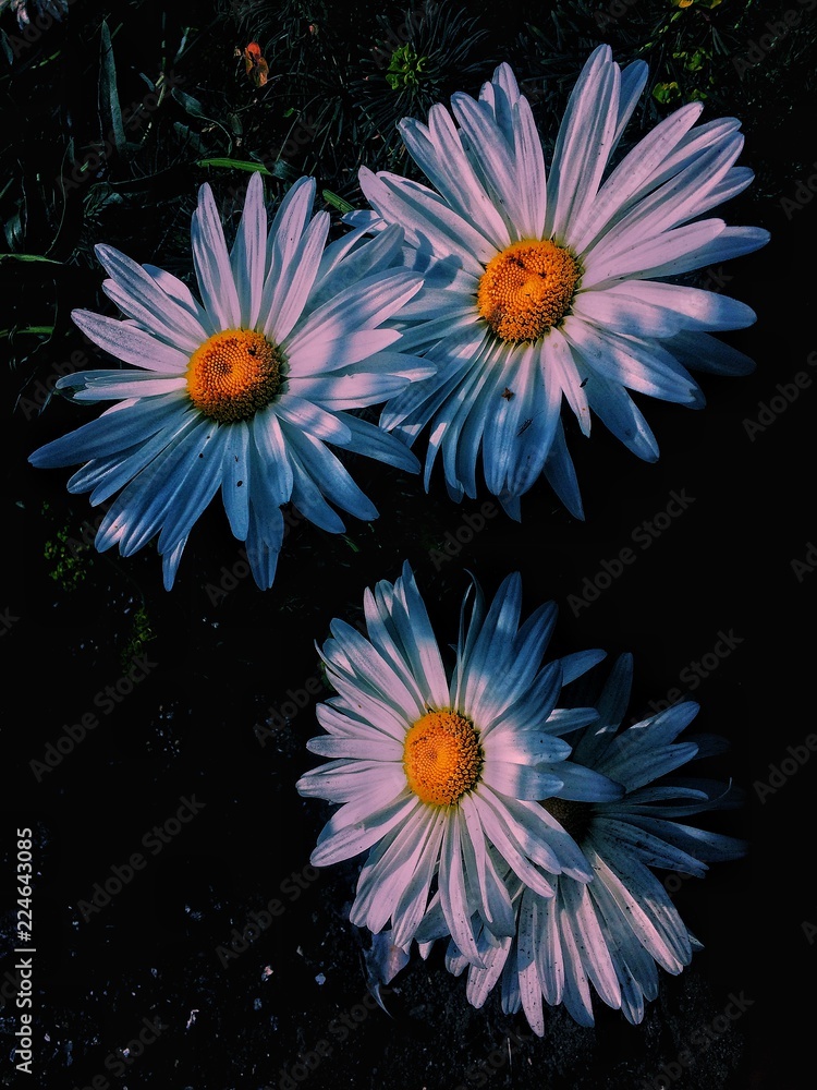 flowers on black background flowers on black background