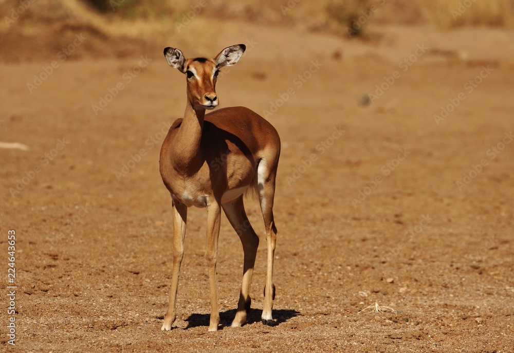 Impala Impala