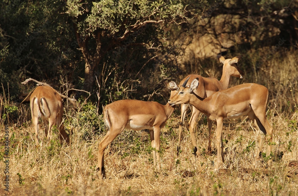 Impala Impala