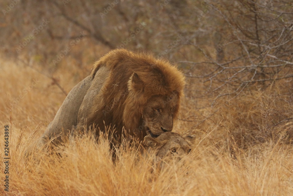 Lion in Kruger Lion in Kruger