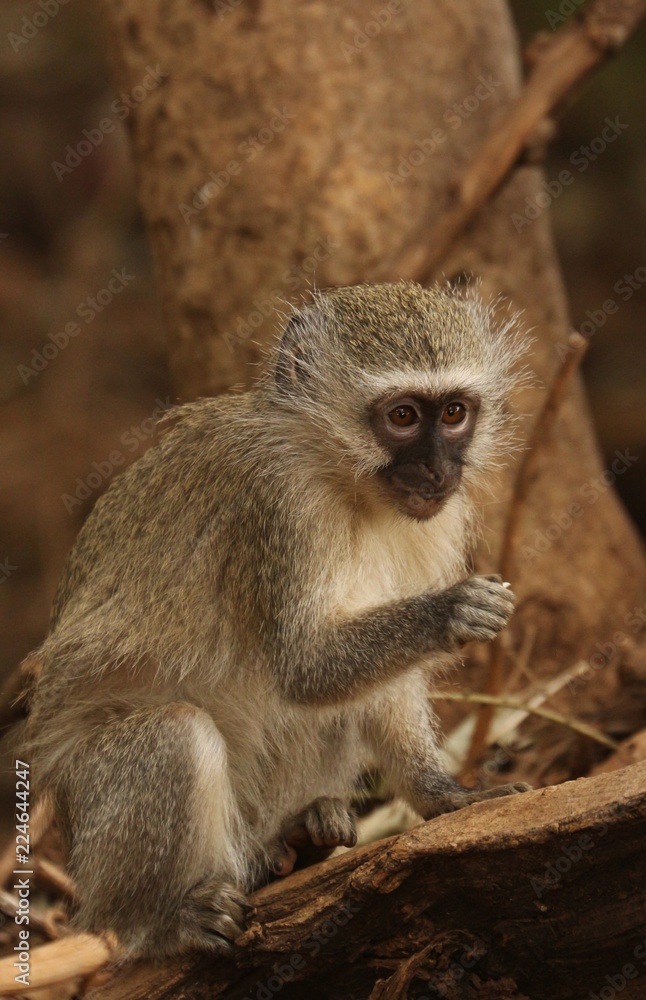 Vervet Monkey Vervet Monkey