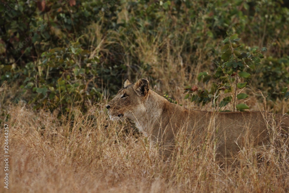 Naklejka premium Lion