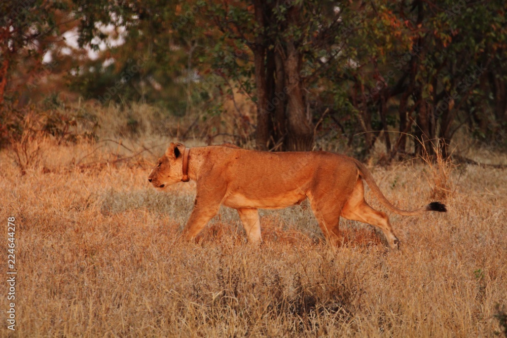 Naklejka premium Lion