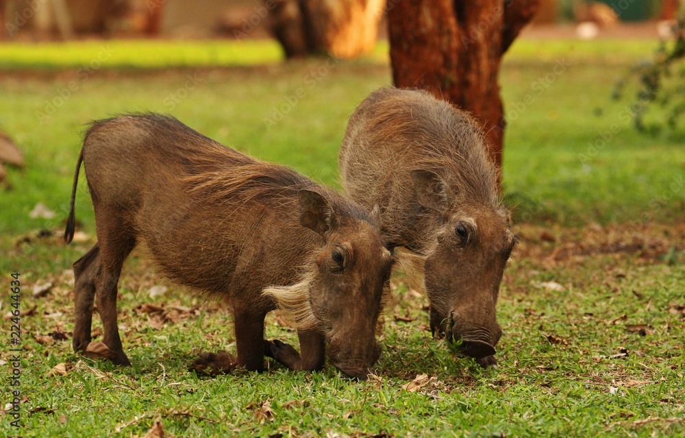 Warthog Warthog
