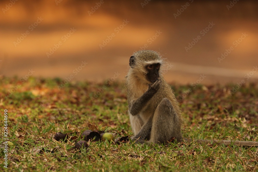 Fototapeta premium Vervet Monkey