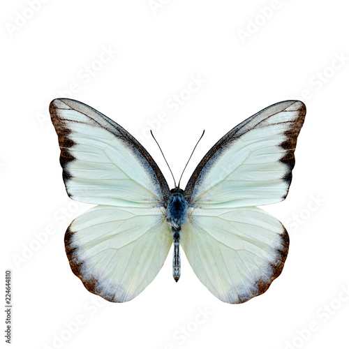 Chocolate Albatross  Appias lyncida vasava  fine pale green to white butterfly upper part wings in natural color details isolated on white background