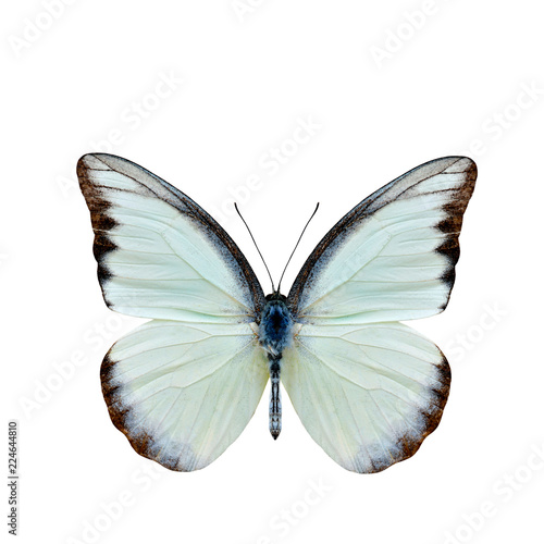 Canvas Print Chocolate Albatross (Appias lyncida vasava) fine pale green to white butterfly u