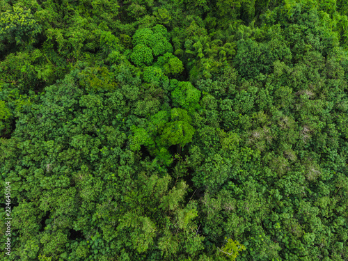 aerial top view perspective green leaf natural forest in the rain season © SHUTTER DIN
