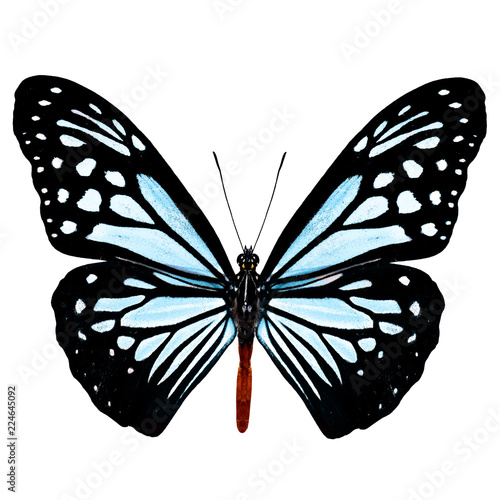 Chocolate Tiger (Parantica melaneus) upper wing part in natural color profile, pale blue stripes butterfly isolated on white backgrouond photo