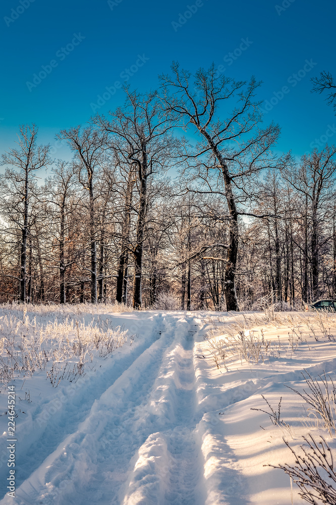 Obraz premium Winter snowy road in a forest on a clear day