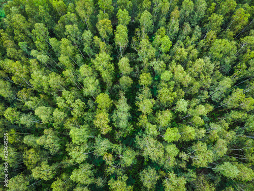 high angel view green trees in the forest © SHUTTER DIN
