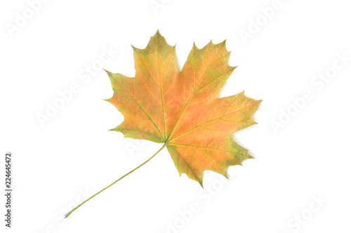 Dry maple leaf isolated on a white background