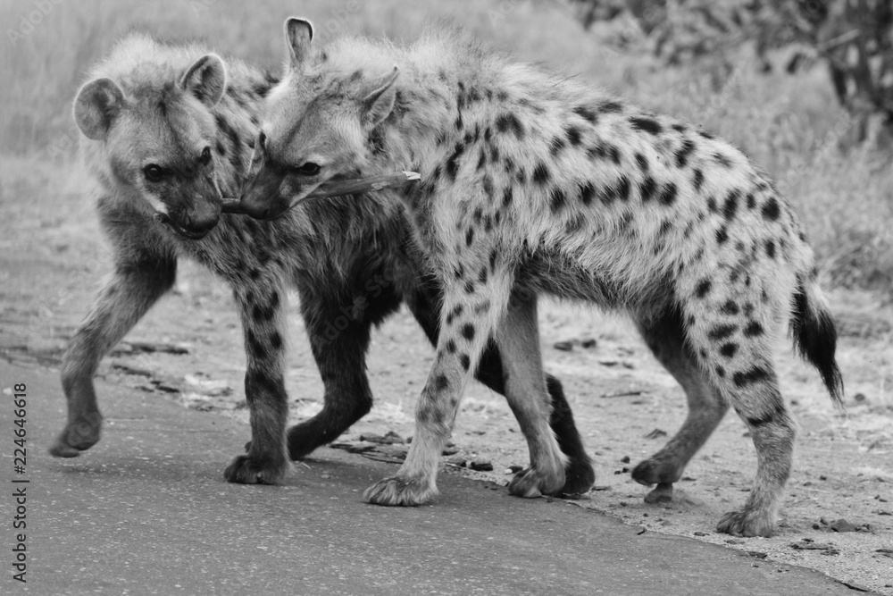 Obraz premium Hyena 